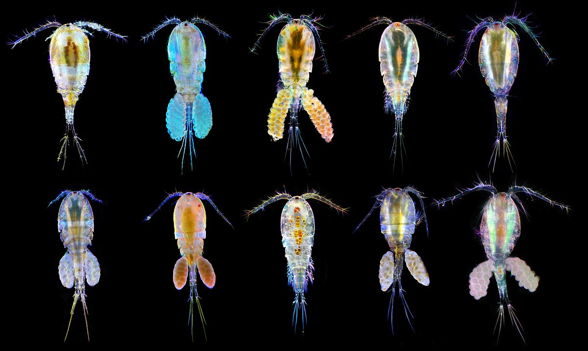 copepods